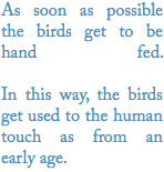 As soon as possible the birds get to be  hand fed.  In this way, the birds  get used to the human touch as from an early age.